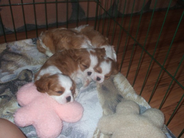 Puppies at 6 1/2 weeks old.