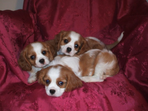 Puppies at 8 weeks old.