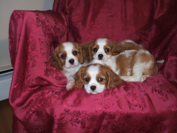 Puppies at 8 weeks old.
