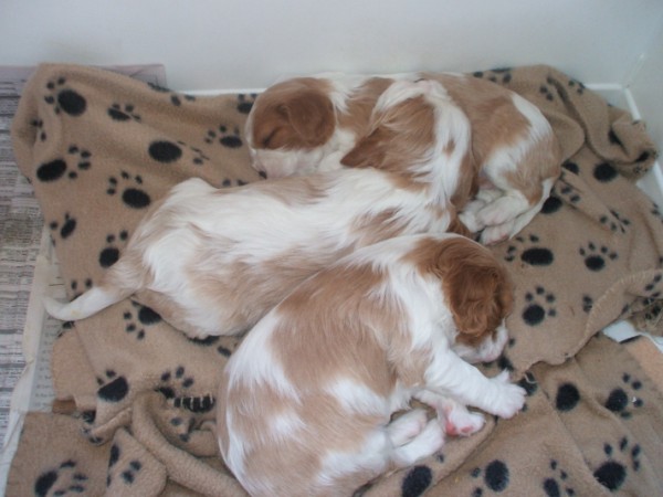 pups