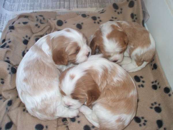 pups