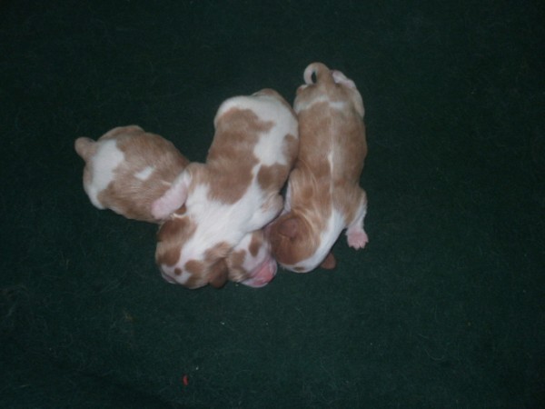Casey's 3 little girls all in a pile at 2 days old.