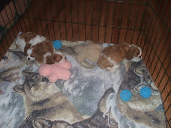 Puppies at 6 1/2 weeks old.