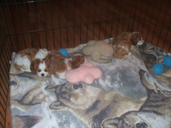 Puppies at 6 1/2 weeks old.