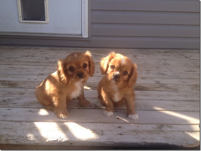 Rose and Elsie at 8 weeks old.