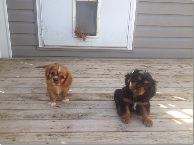 Rose, Elsie and Copper at 8 weeks old.