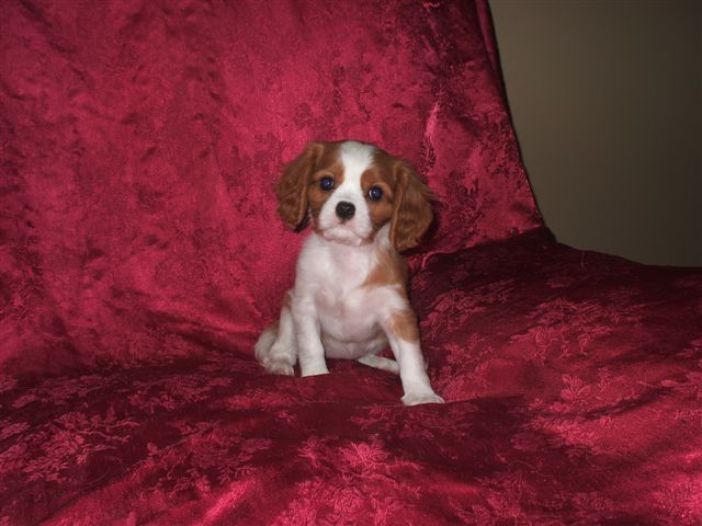 Rubie at 8 weeks old.