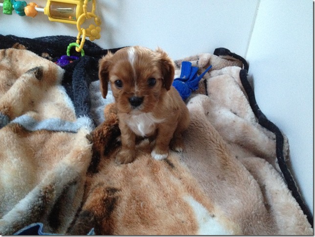 Rudy at 5 weeks old.