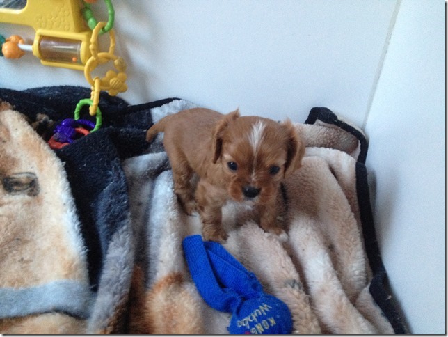 Rudy at 5 weeks old.