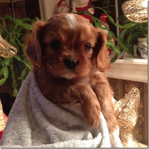 Rudy at 6 weeks old.