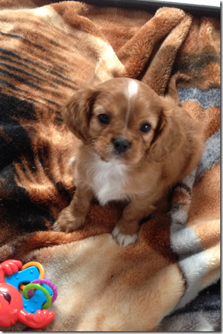 Rudy at 8 weeks old.