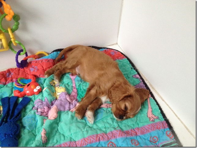 Rudy at 8 weeks old.