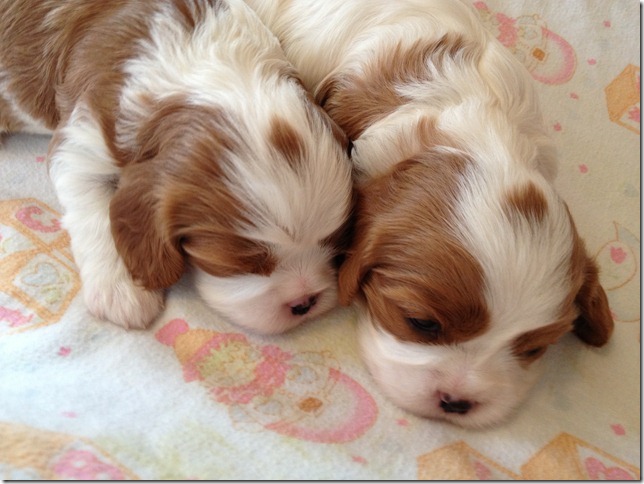 Sasha and Charlie Rose at 3 weeks old.
