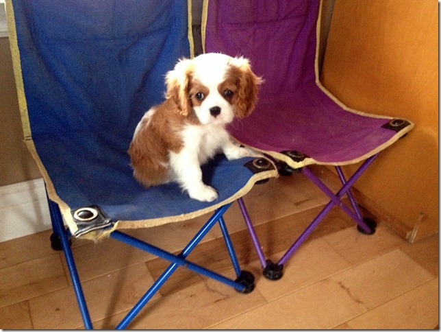 Sasha at 8 weeks old.