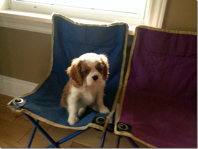Sasha at 8 weeks old.