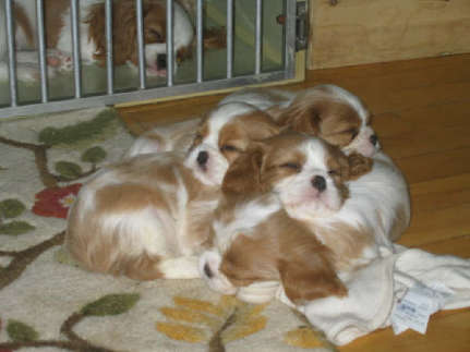 Casey's Siblings