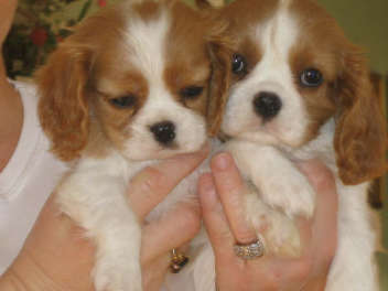 Casey & Her Sister