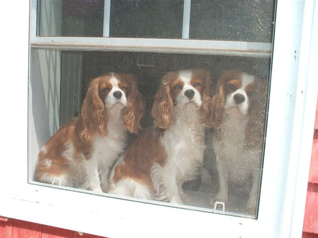 Casey, Caleigh, and Jake sitting pretty in the window.