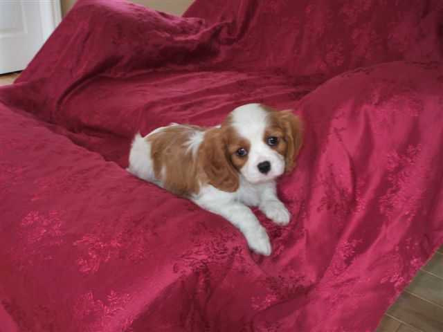 Sophie at 7 weeks old.