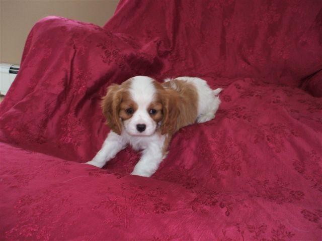 Sophie at 7 weeks old.