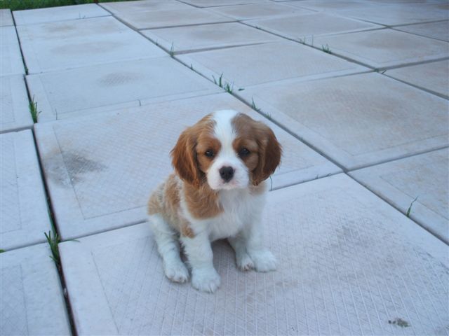 Tazz at 8 weeks old.