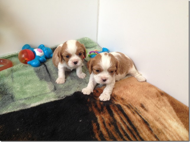 2 blenheim boys at 3/12 weeks old