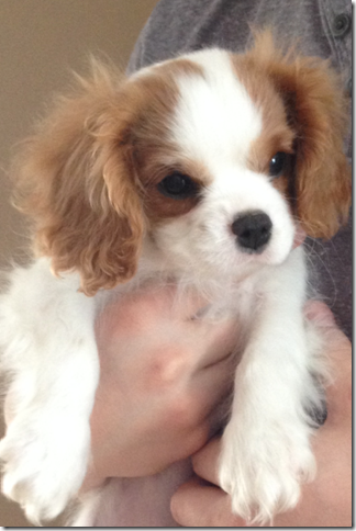 Tiny Bella at 12 weeks old weighing about 4 lbs
