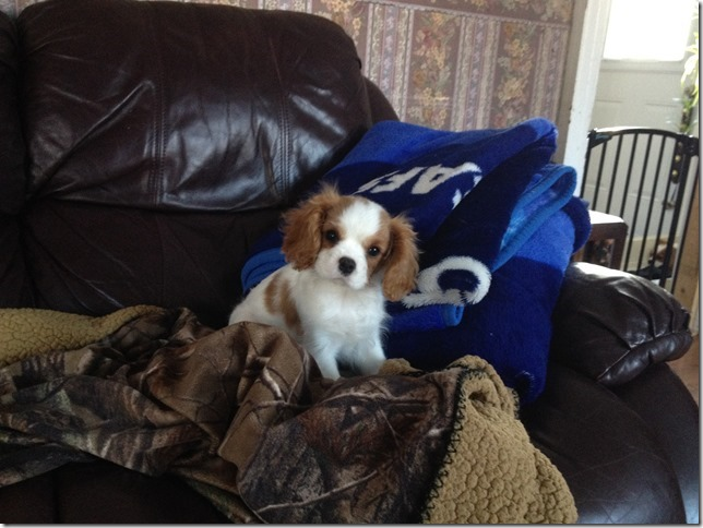 Tiny Bella at 12 weeks old weighing about 4 lbs
