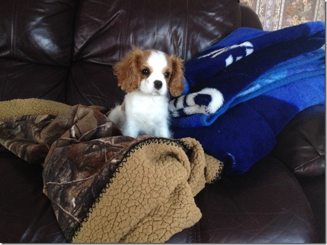 Tiny Bella at 12 weeks old weighing about 4 lbs