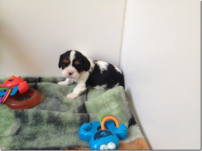 Tri-color boy at 3 1/2 weeks old?