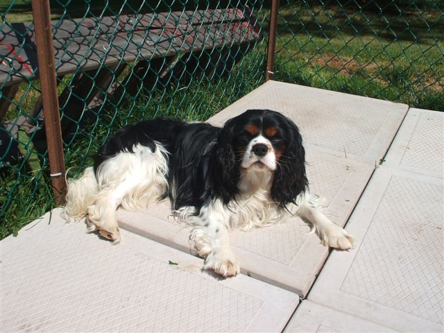 Tucker all grown up.