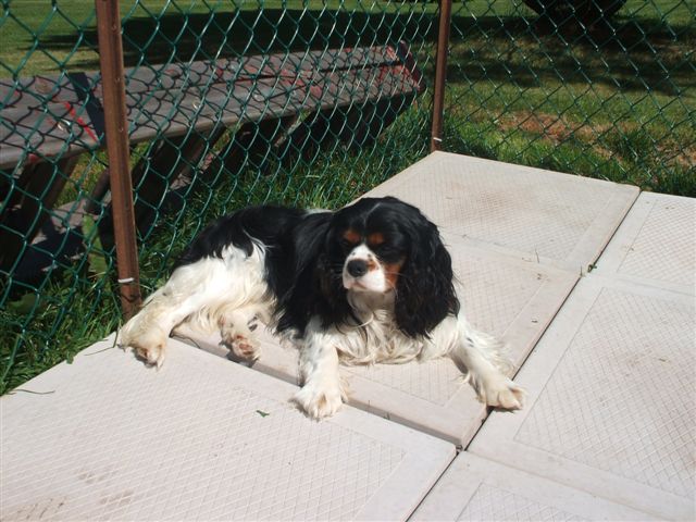 Tucker all grown up.