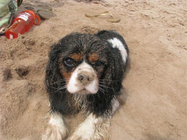 Tucker at the beach.