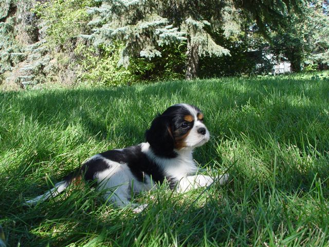 Tucker @ 2 months old.