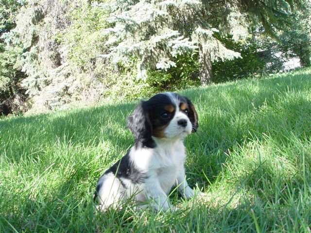 Tucker @ 2 months old.