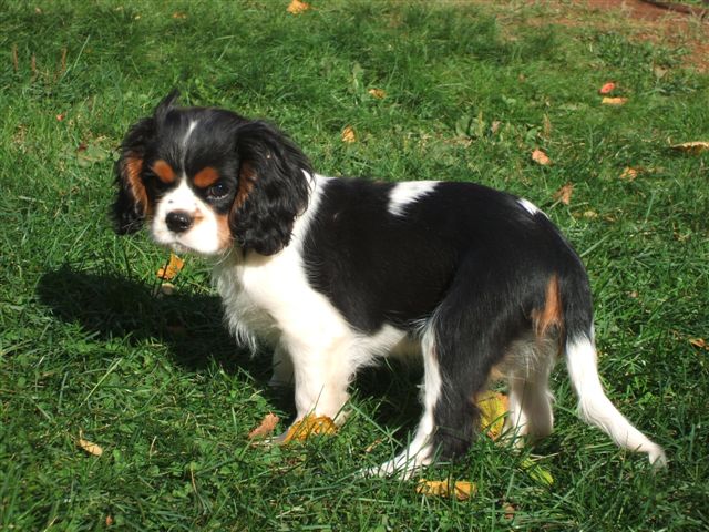 Tucker @ 3 months old.