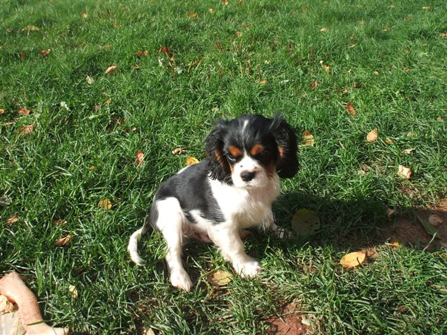 Tucker @ 3 months old.