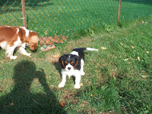 Tucker @3 months old.