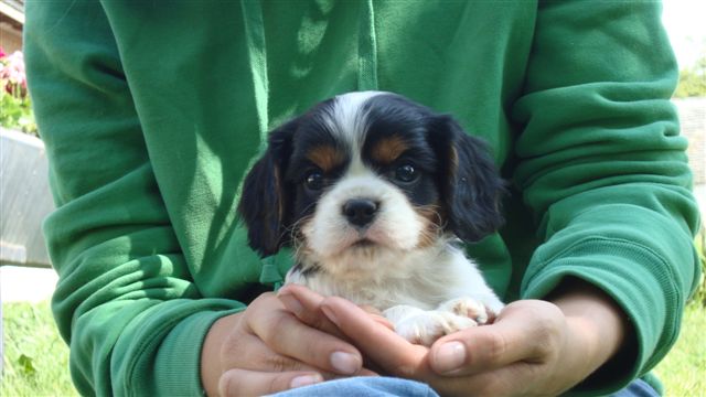 Tucker @ 7 weeks old.
