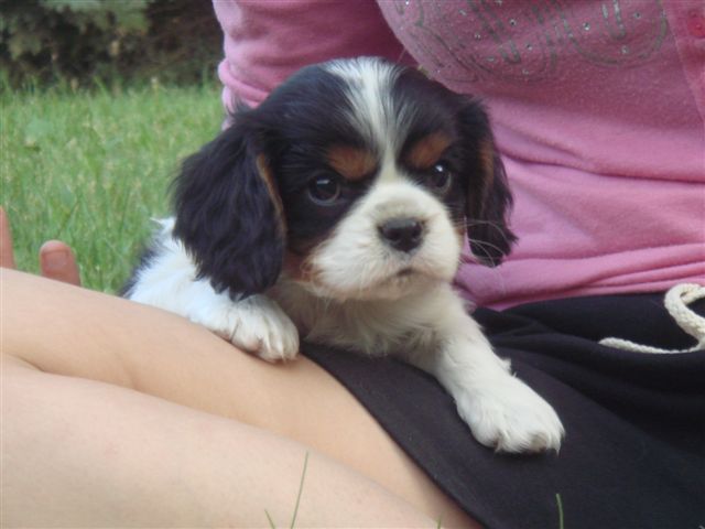 Tucker @ 7 weeks old.