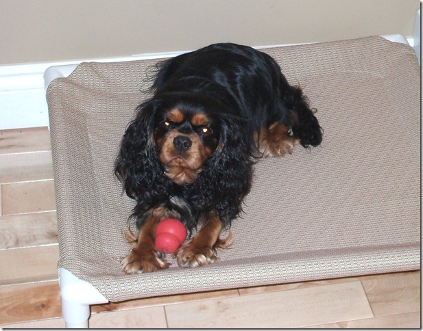 Ashes at 15 months old.