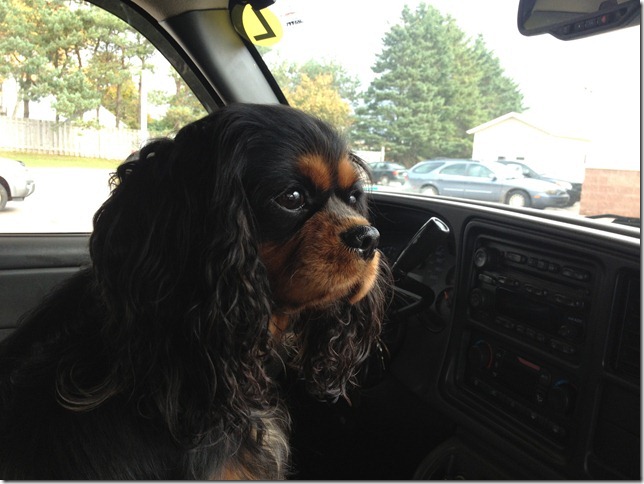 Ashes at 1 1/2 years old.