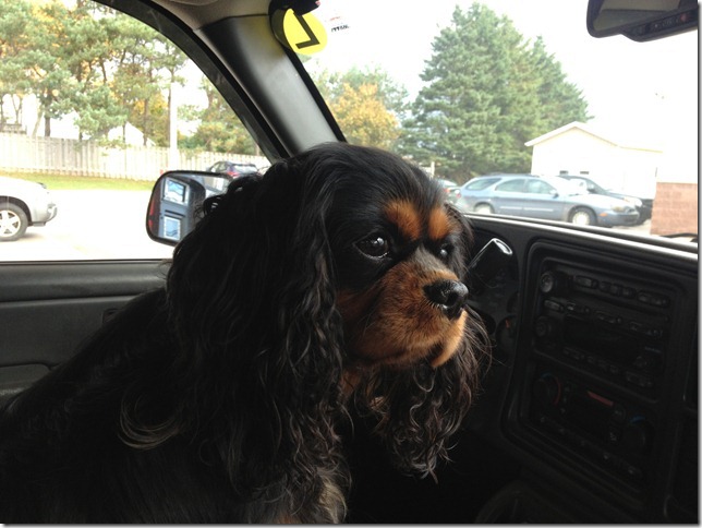 Ashes 1 1/2 years old.