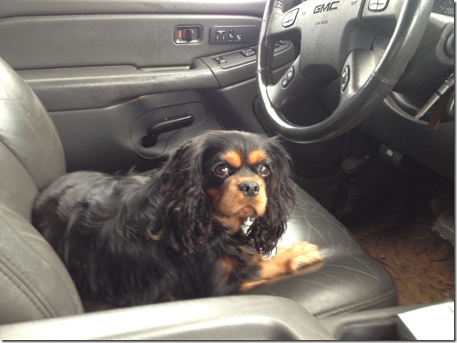 Ashes 1 1/5 years old relaxig in the truck.