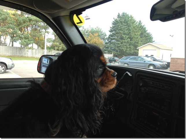 Ashes at 1 1/2 years old.