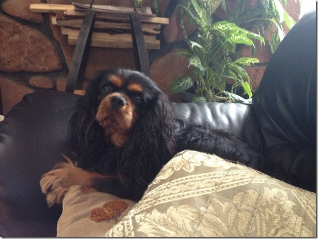 Ashes at 2.5 years old.