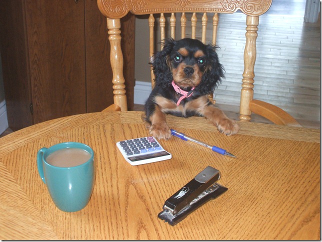 Ashes at 3 months old doing my paperwork.