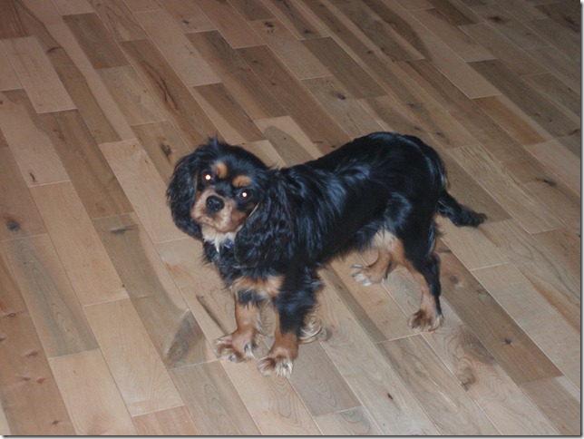 Ashes at 6 months old.